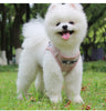 Image of Cute Kiley  - Breathable Mesh Adjustable Dog Harness