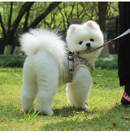 Cute Kiley  - Breathable Mesh Adjustable Dog Harness